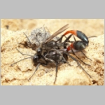 Ammophila sabulosa - Sandwespe 34e 16-20mm Paarung.jpg